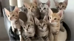 猫咪颈部运动2