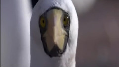 Rainbow Bridge Steve Barakatt