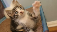 Baby Kitten Conquers Slinky