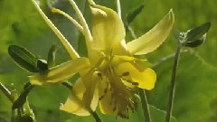 Aquilegia chrysantha Golden Columbine Grannys Bonnet Yellow Queen