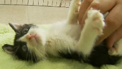 Belly Rubs for Adorable Kitten