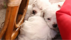 Bichon Frise Puppies Fall Asleep