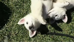 Cute Shepherd Puppies Nibble And Kiss