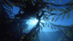 Into The Sea