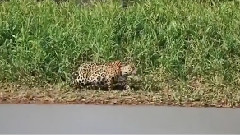 The Crocodile Leopards Lightning Attack On The Instant