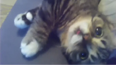 Tiny Toddler Bub