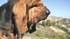 Epic Slow Motion Bloodhound