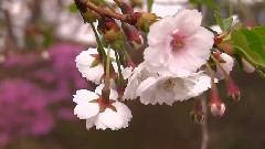 日本樱花记忆