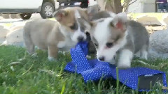 Corgi Puppy Is Classy With A Tie
