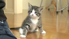 Cute Kittens Got Legs