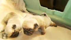 Pug Puppies Can't Get Up