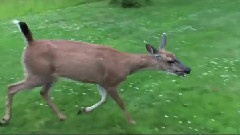 Dog And Deer Are Best Friends