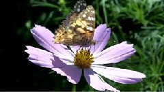 Waltz Of The Flowers