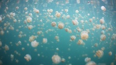 Jellyfish Lake