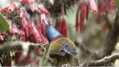 Shangri La