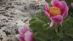 Nature & Timelapse