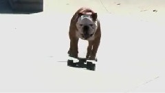 Surfing And Skating Dog Of The Day