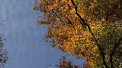Autumn On Vimeo
