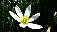 Beautiful Flowers