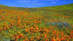 Poppies