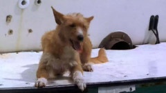 Dolphin And Dog
