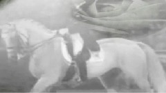 Tribute To Blue Hors Matine
