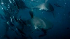 Oceans Clip