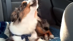 Let It Go Doggy Version