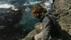 Australian Fur Seals And Penguins Music Break Of Dawn
