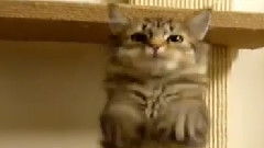 Kedi Kazanır Kedikazanır