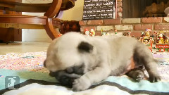 Baby Pug Puppies Are Not Coordinated