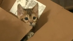 Bengal Kitten Is Clumsy
