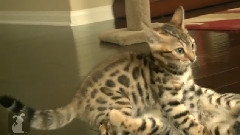 Bengal Kittens Wrestle Like Champions
