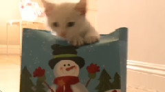 Christmas Bag Of Kittens
