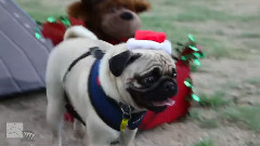 Christmas Pugs