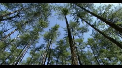 西皮士-小山水