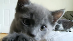 Kittens Wrestling WRESTLEMANIA-STYLE