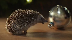 McVitie's Victoria Christmas Choir TV Ad