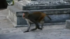 Monkey Temple