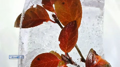 Frosted View