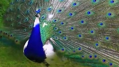 Pied Peacock