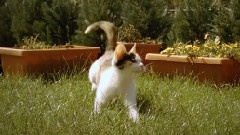 Kitten In Slow Motion