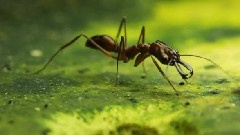 Jaw Ants
