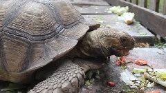 Time Lapse Of Tortoise Eating