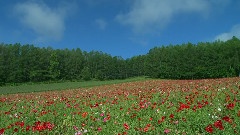 Poppe Fields