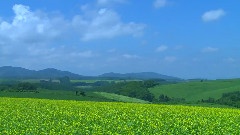 Peaceful Scenery