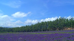 Scenery
