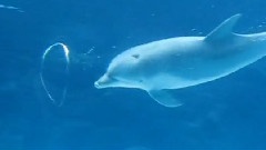 Dolphin Play Bubble Rings