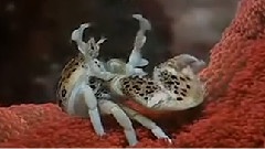 珊瑚生物