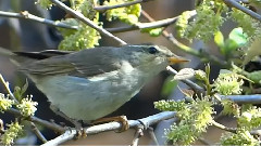 Birds & Flowers